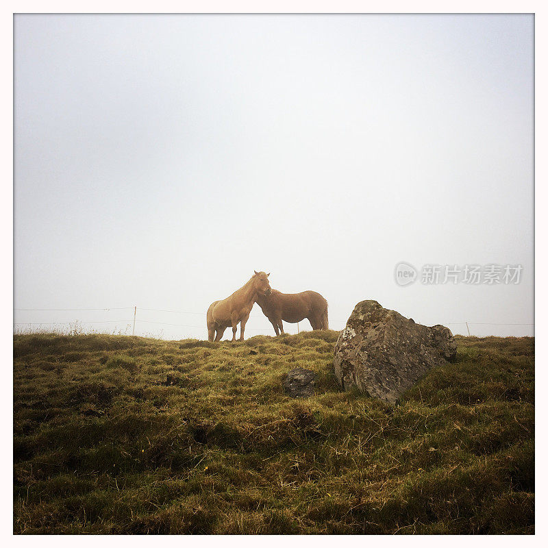 Faroese Horses